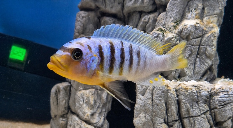 Maylandia fainzilberi 'Ukenju'